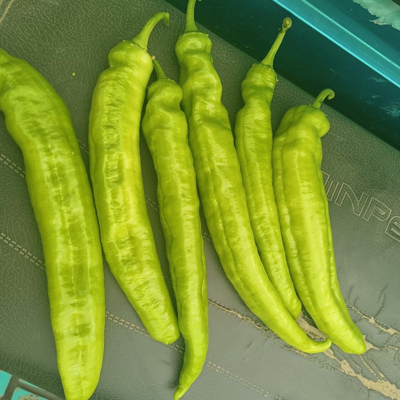 黄皮尖椒、大量上市，日出10万斤，持续数月