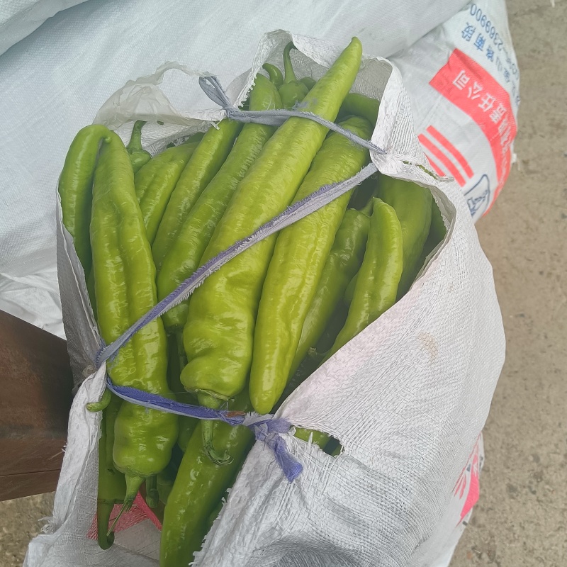 黄皮尖椒、大量上市，日出10万斤，持续数月