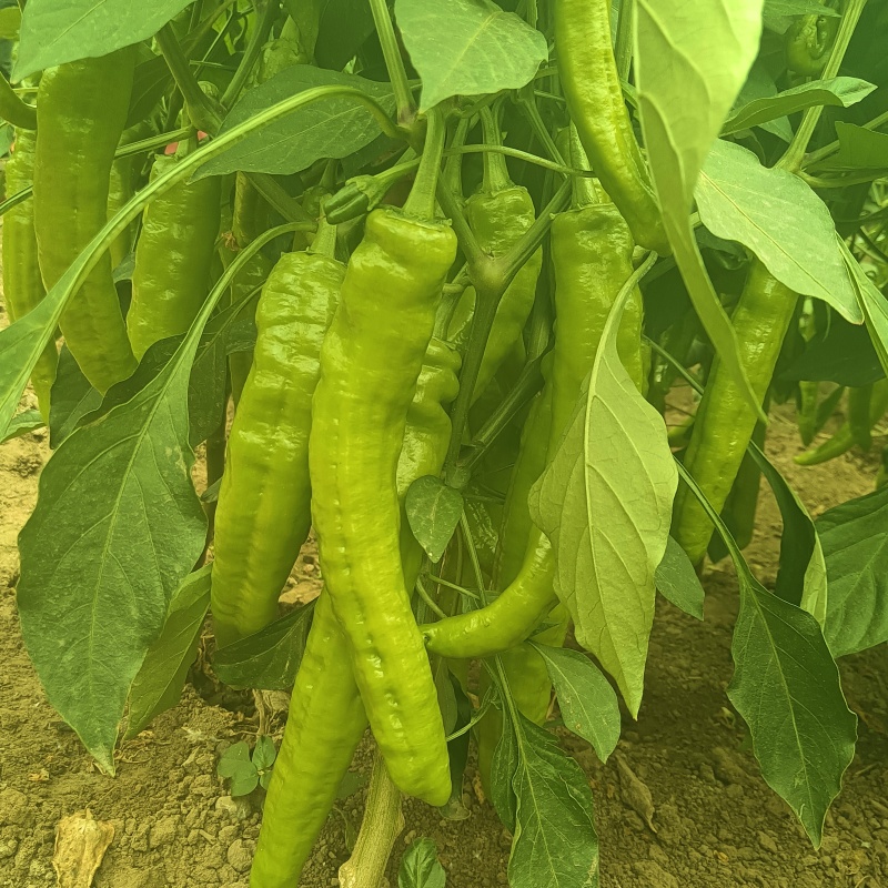 黄皮尖椒、大量上市，日出10万斤，持续数月