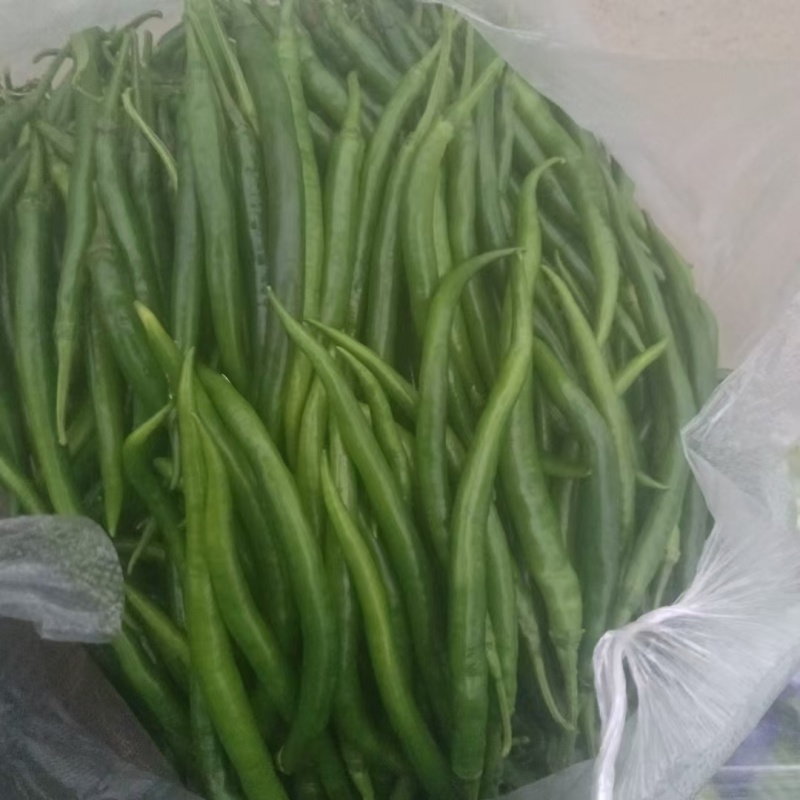 近40年，3000亩老蔬菜大棚种植基地，货源充足