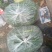 近40年，3000亩老蔬菜大棚种植基地，货源充足
