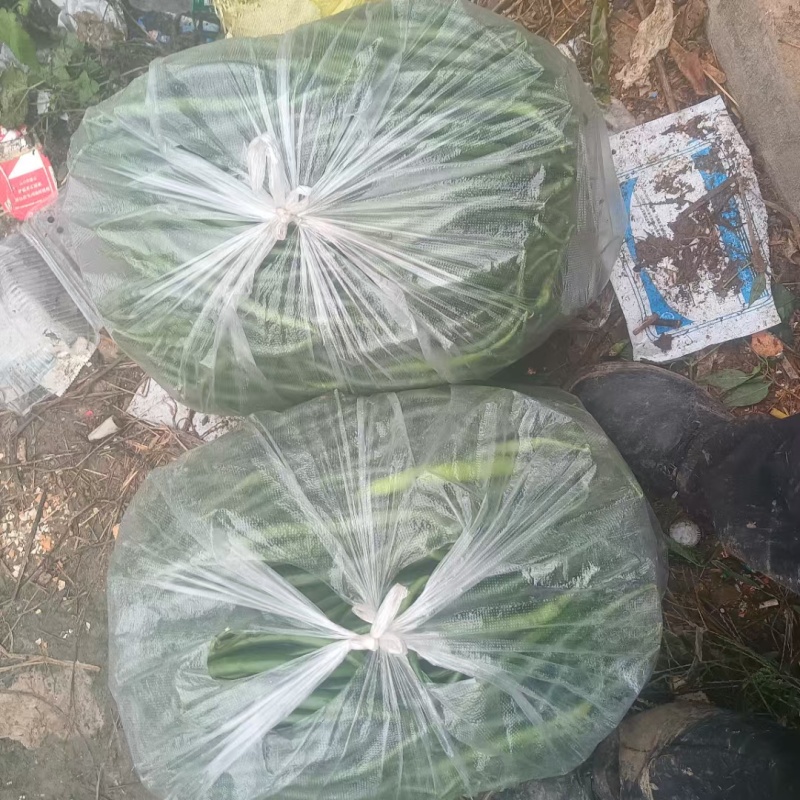 近40年，3000亩老蔬菜大棚种植基地，货源充足