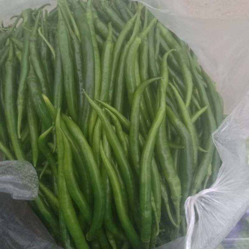 近40年，3000亩老蔬菜大棚种植基地，货源充足