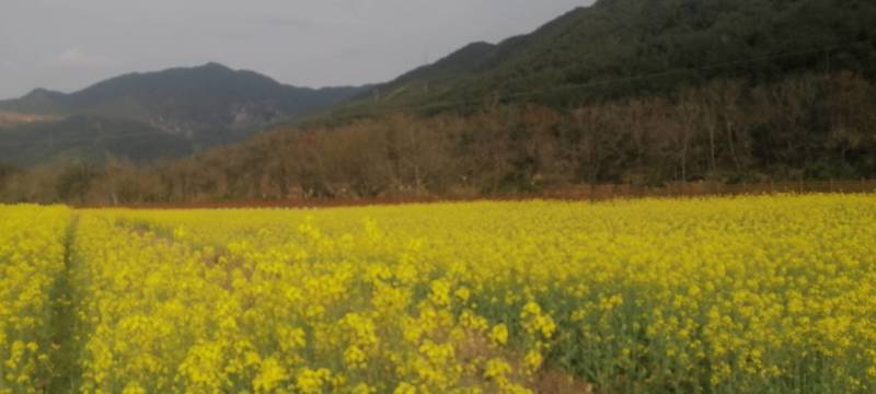 油菜仔