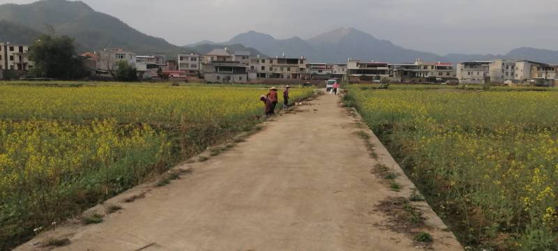 油菜仔