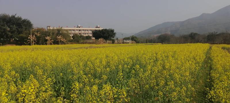 油菜仔