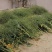 油菜仔