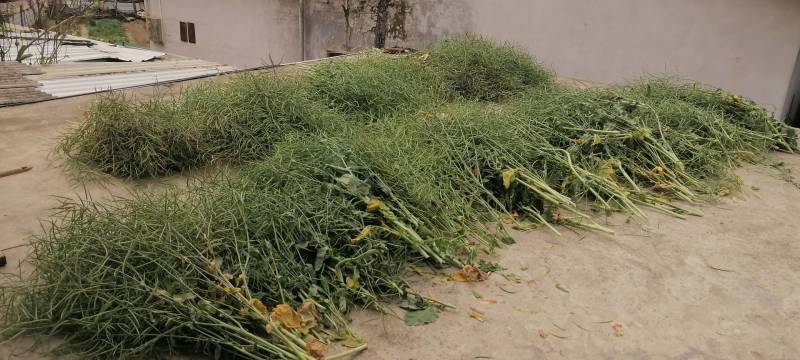 油菜仔