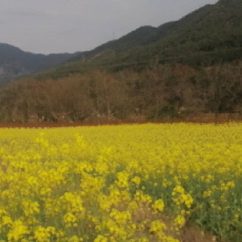 油菜仔