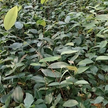 中草药苗