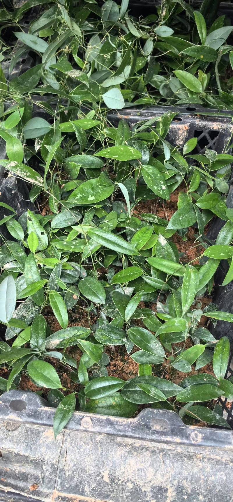 中草药苗