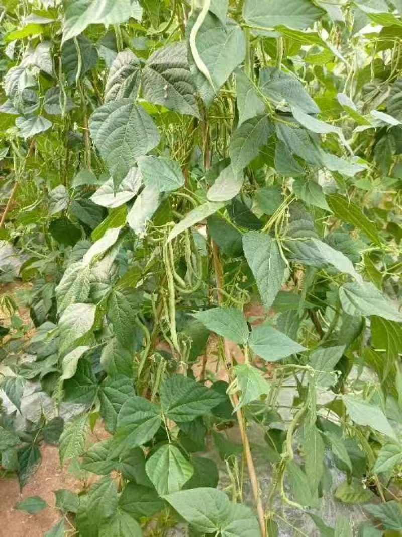 甘肃无筋豆甘肃豆王大量上货品质优现摘现发可视频看货