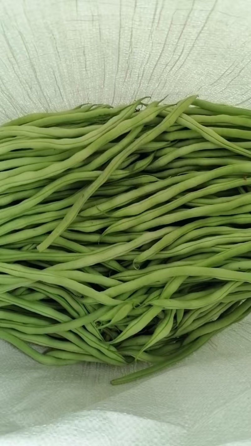 甘肃无筋豆甘肃豆王大量上货品质优现摘现发可视频看货