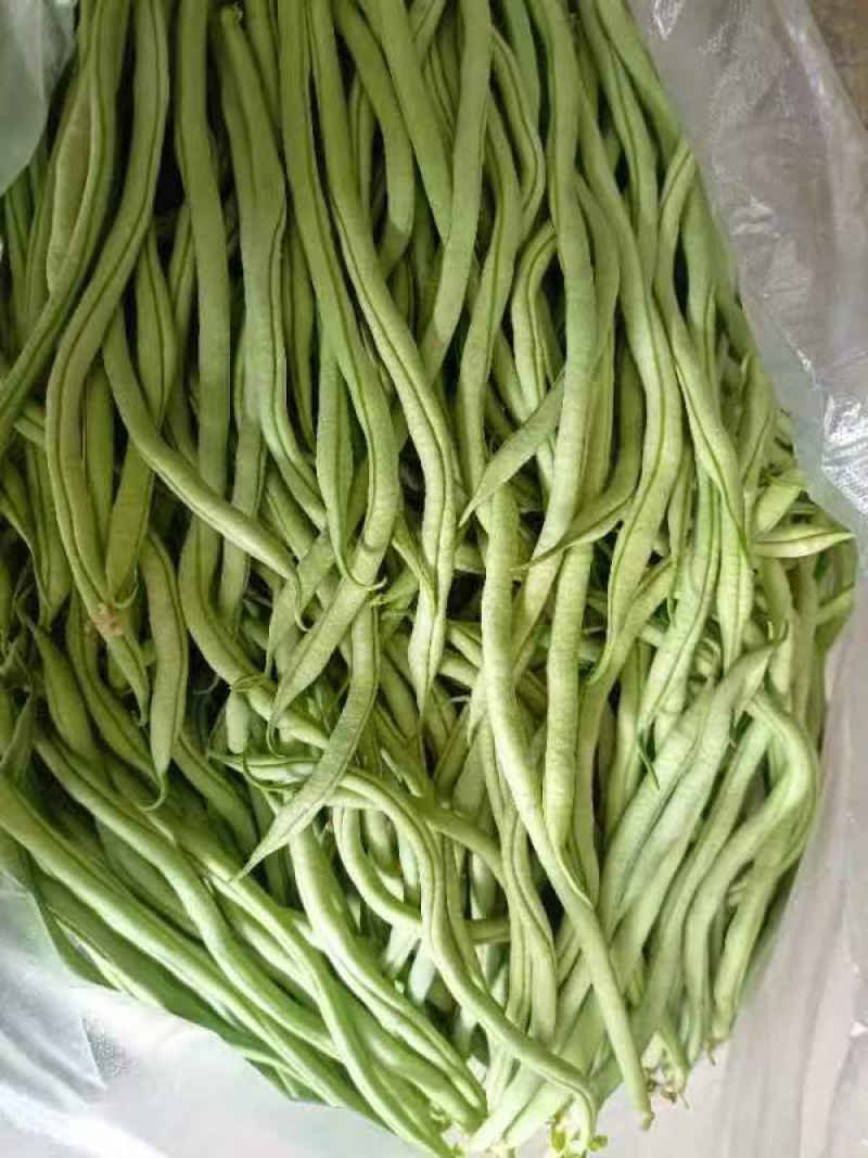 甘肃无筋豆甘肃豆王大量上货品质优现摘现发可视频看货