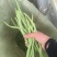 甘肃无筋豆甘肃豆王大量上货品质优现摘现发可视频看货