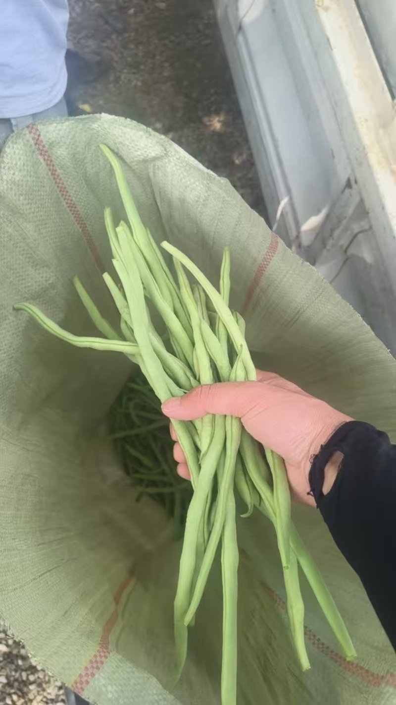 甘肃无筋豆甘肃豆王大量上货品质优现摘现发可视频看货