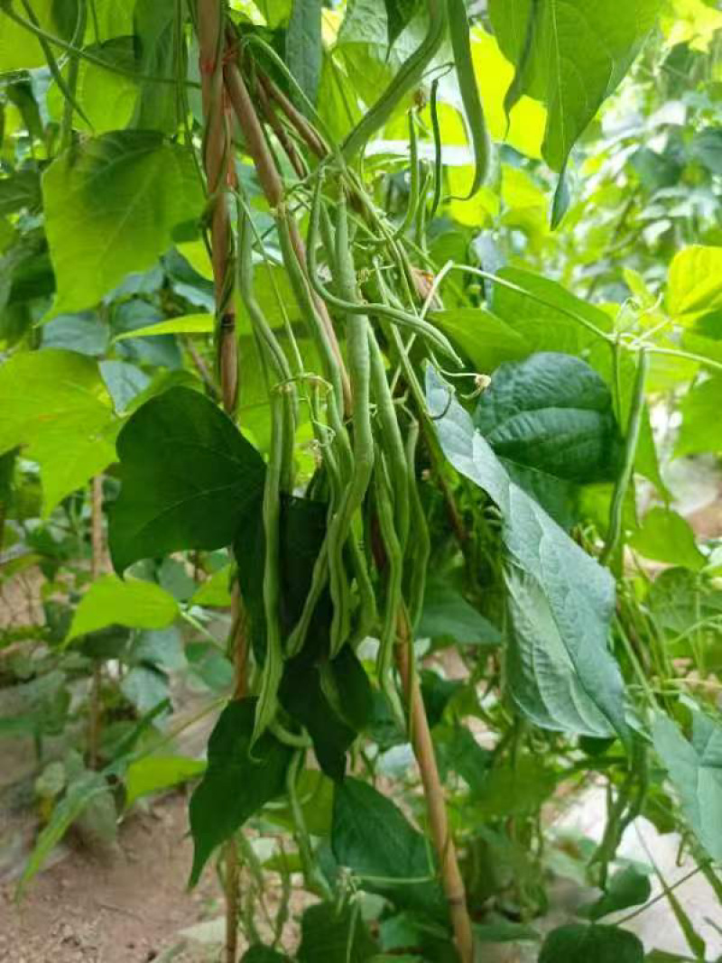 甘肃无筋豆甘肃豆王大量上货品质优现摘现发可视频看货