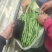 甘肃无筋豆甘肃豆王大量上货品质优现摘现发可视频看货