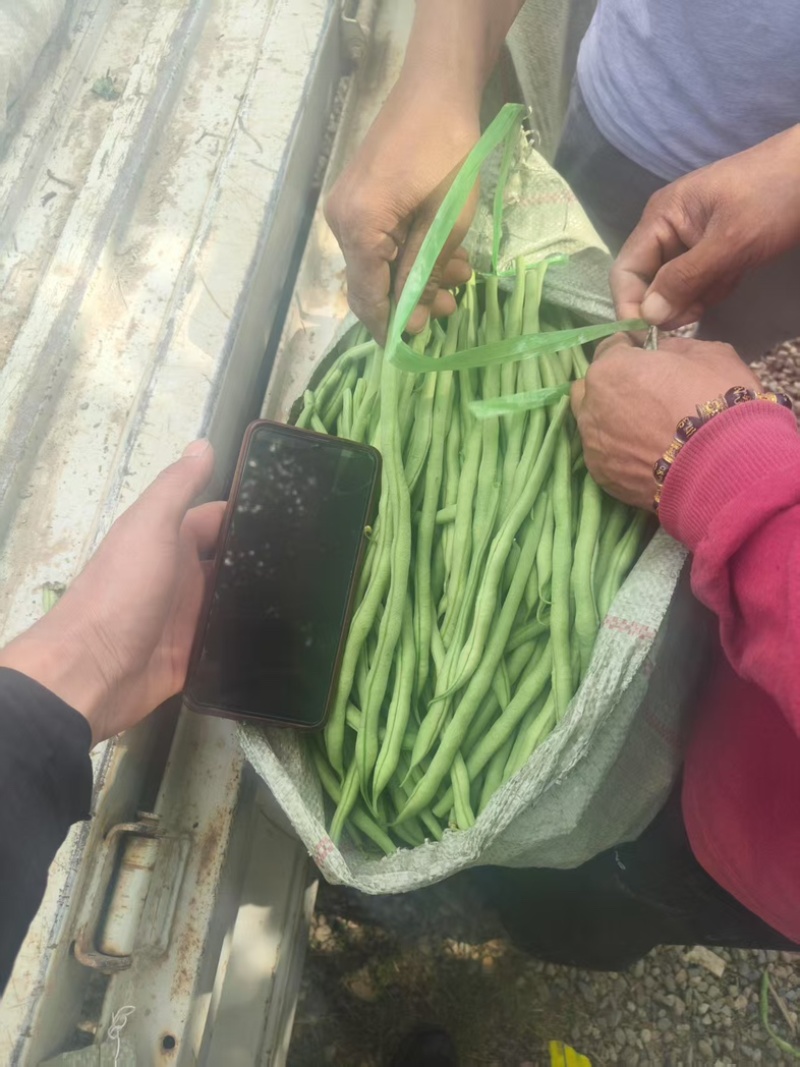 甘肃无筋豆甘肃豆王大量上货品质优现摘现发可视频看货