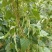 甘肃无筋豆甘肃豆王大量上货品质优现摘现发可视频看货