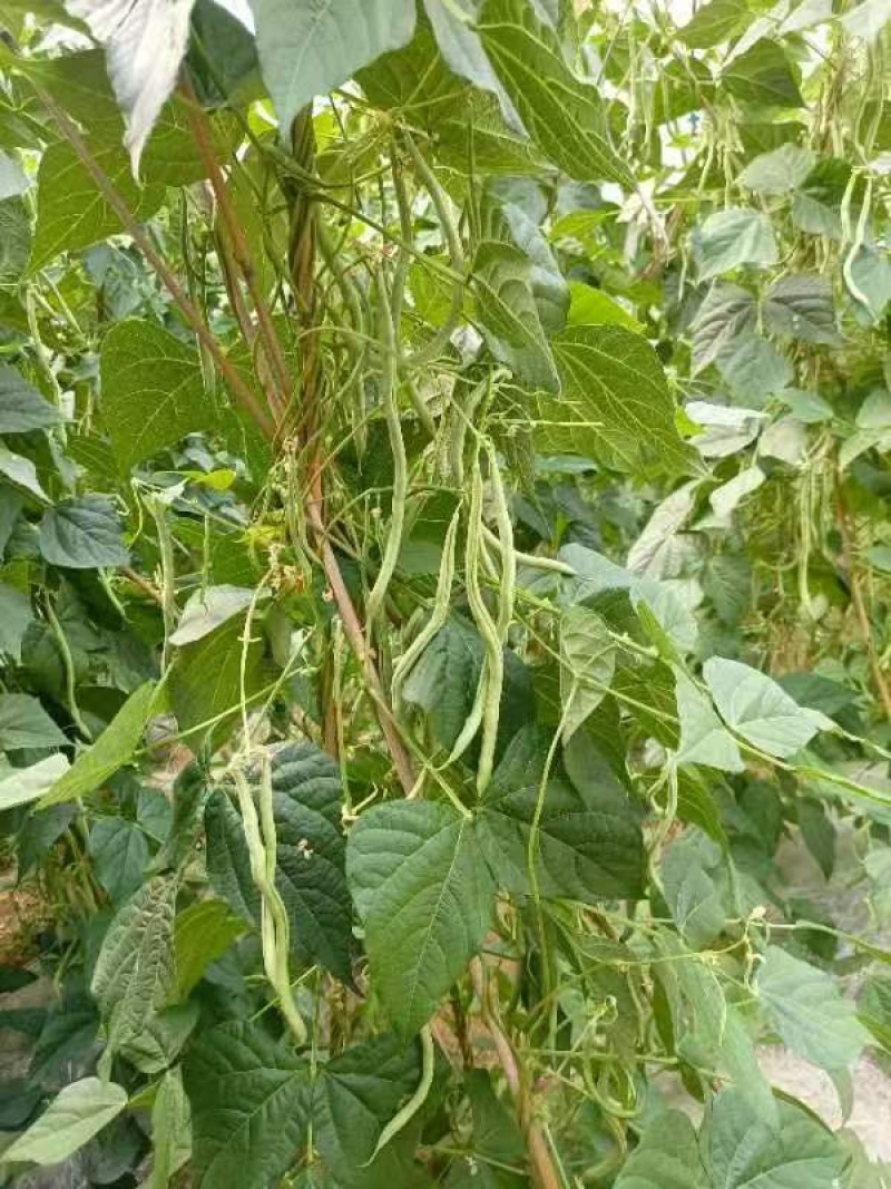 甘肃无筋豆甘肃豆王大量上货品质优现摘现发可视频看货