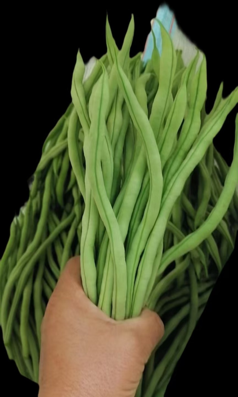 甘肃无筋豆甘肃豆王大量上货品质优现摘现发可视频看货