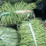甘肃无筋豆甘肃豆王大量上货品质优现摘现发可视频看货