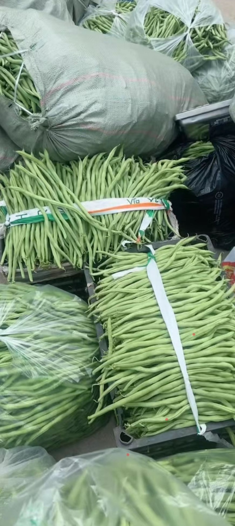 甘肃无筋豆甘肃豆王大量上货品质优现摘现发可视频看货