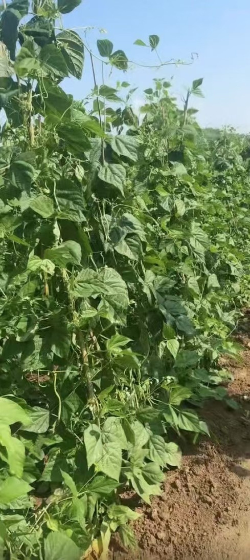 甘肃无筋豆甘肃豆王大量上货品质优现摘现发可视频看货
