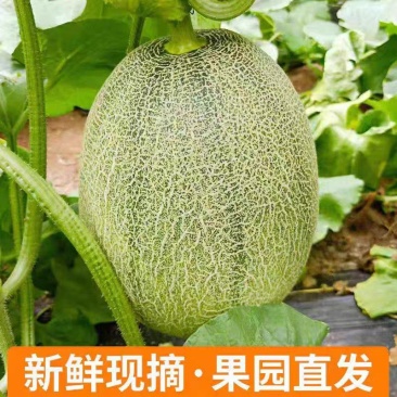 哈密瓜晓蜜25哈密瓜大量现货代收代卖对接各大平台