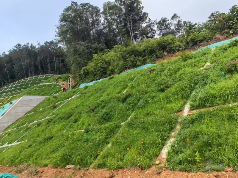 护坡王量大优惠全国发货发芽快覆绿效果好防泥土流失扎根性好