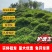 护坡王量大优惠全国发货发芽快覆绿效果好防泥土流失扎根性好