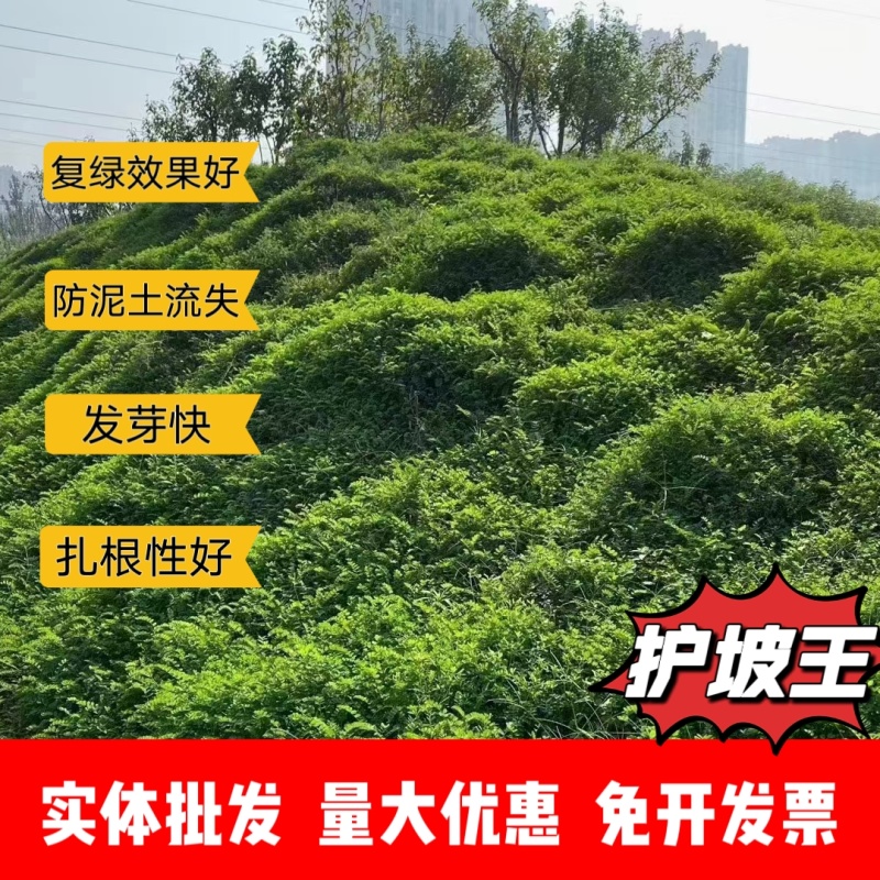护坡王量大优惠全国发货发芽快覆绿效果好防泥土流失扎根性好