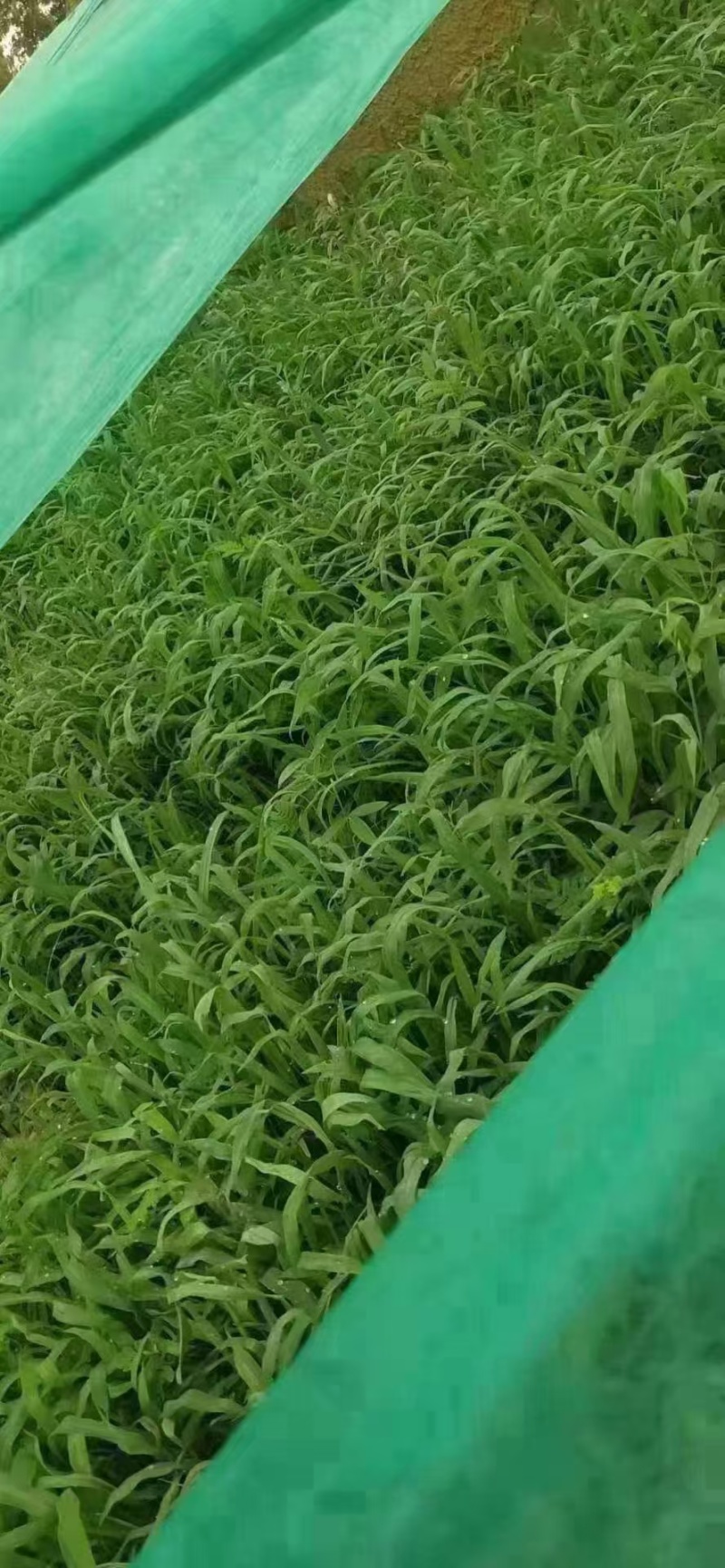 护坡王量大优惠全国发货发芽快覆绿效果好防泥土流失扎根性好