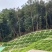 护坡王量大优惠全国发货发芽快覆绿效果好防泥土流失扎根性好