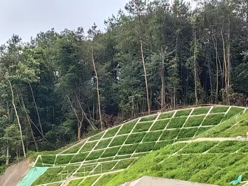 护坡王量大优惠全国发货发芽快覆绿效果好防泥土流失扎根性好