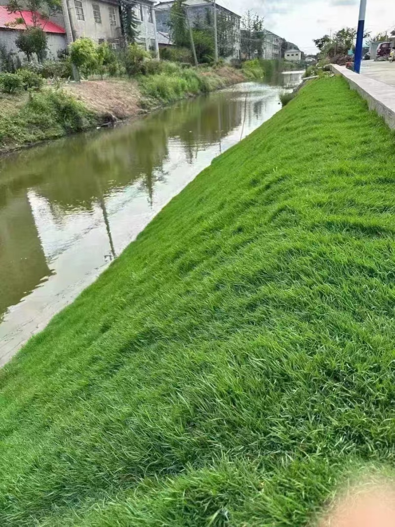 护坡王量大优惠全国发货发芽快覆绿效果好防泥土流失扎根性好