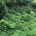护坡王量大优惠全国发货发芽快覆绿效果好防泥土流失扎根性好