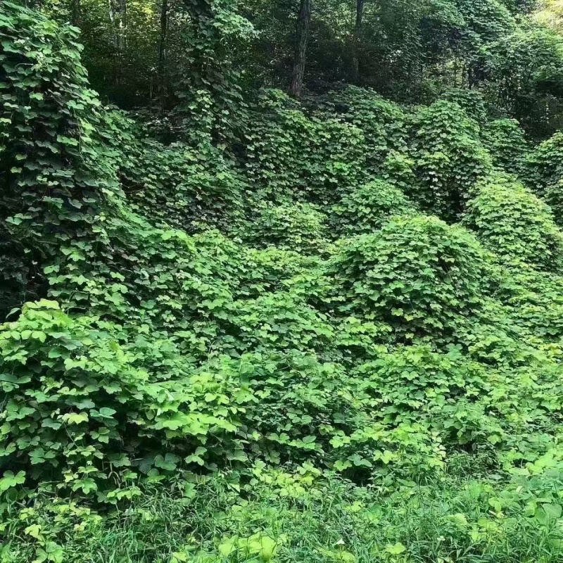 护坡王量大优惠全国发货发芽快覆绿效果好防泥土流失扎根性好