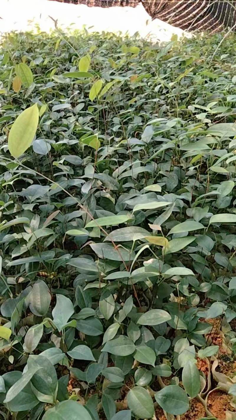 土茯苓