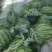 特小凤西瓜，9成熟头茬，基地直发，口感香甜全冠发货