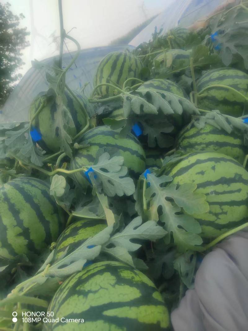 特小凤西瓜，9成熟头茬，基地直发，口感香甜全冠发货