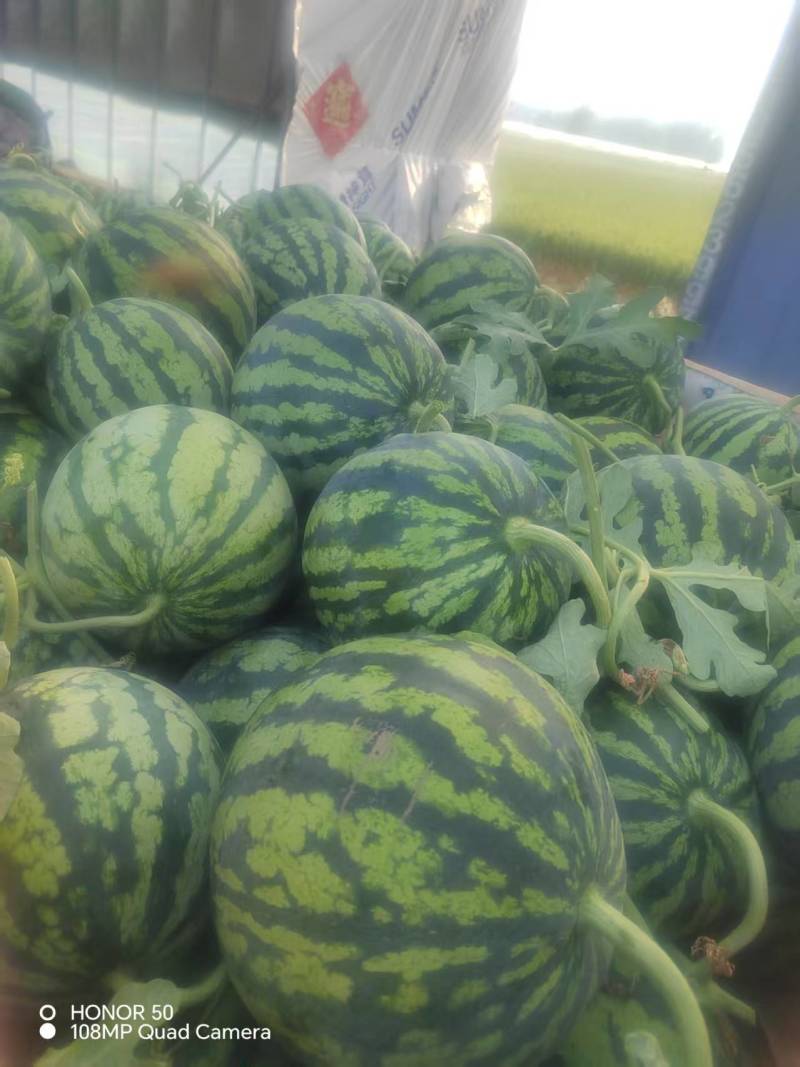 特小凤西瓜，9成熟头茬，基地直发，口感香甜全冠发货
