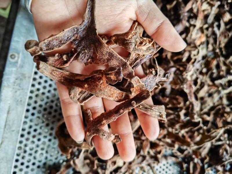 正品骨碎补源头产地一手货源全国可发价格美丽