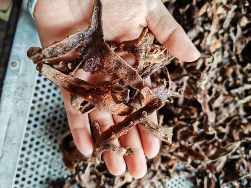 正品骨碎补源头产地一手货源全国可发价格美丽