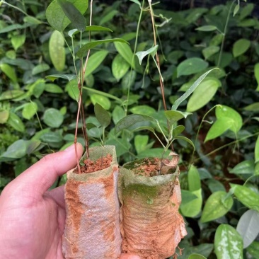 土茯苓