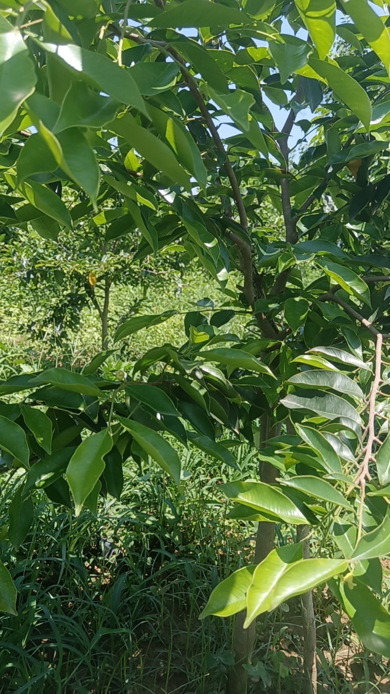 糖桔沉香靚到了暴香谁须要这品种，带油出货，市场上难以找到