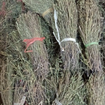 独角金无美颜，无修图，无滤镜，实物拍摄，有需要的老板放心
