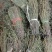 独角金无美颜，无修图，无滤镜，实物拍摄，有需要的老板放心