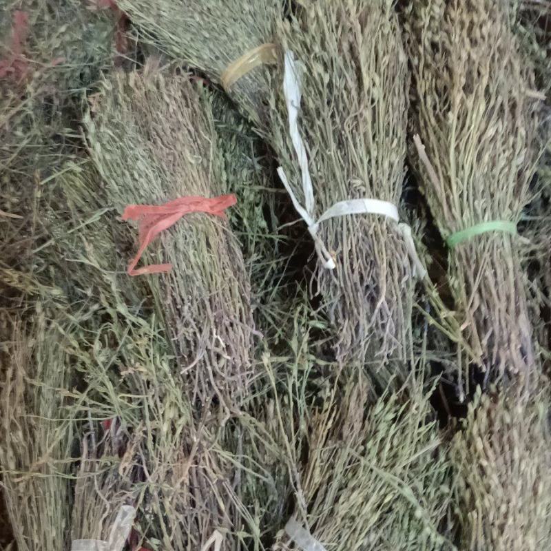 独角金无美颜，无修图，无滤镜，实物拍摄，有需要的老板放心